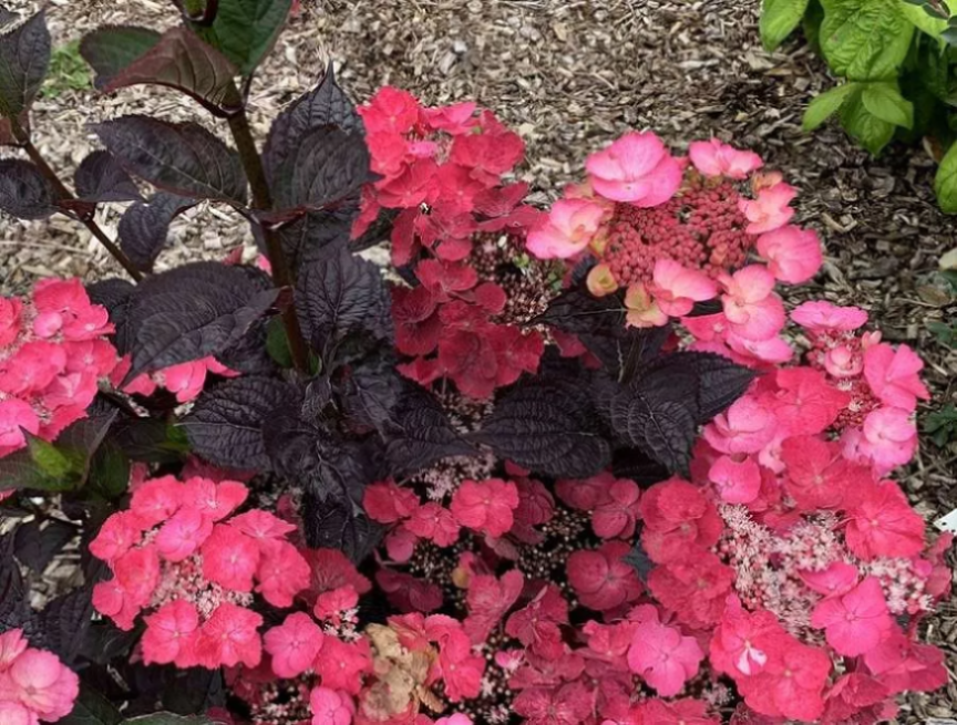 Гортензия пильчатая Даредевил